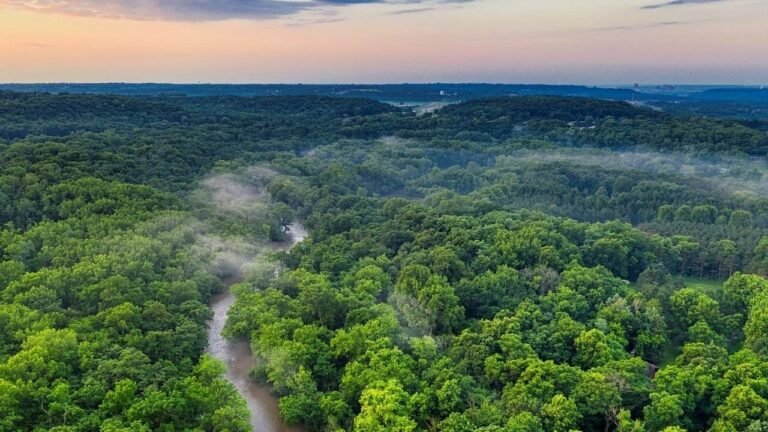 Brasil anunció que se redujo un 59% la deforestación amazónica