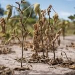 Impacto de La Niña en enero: ¿Qué lluvia espera el agro?