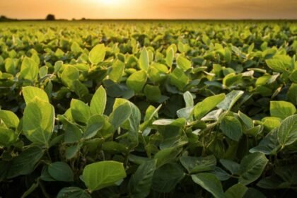 Impacto de la escasez de lluvias en cultivos de gruesa