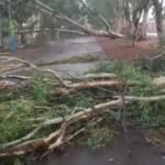 La Paz sufre tormenta devastadora: 100 árboles caídos