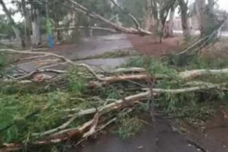 La Paz sufre tormenta devastadora: 100 árboles caídos