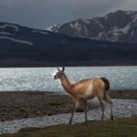 Laguna del Diamante: Guía completa para visitarla en Mendoza