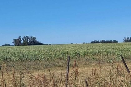 Lluvias decisivas en la Zona Núcleo: Productores en peligro ante la incertidumbre climática y la posible desaparición del sector agrícola.