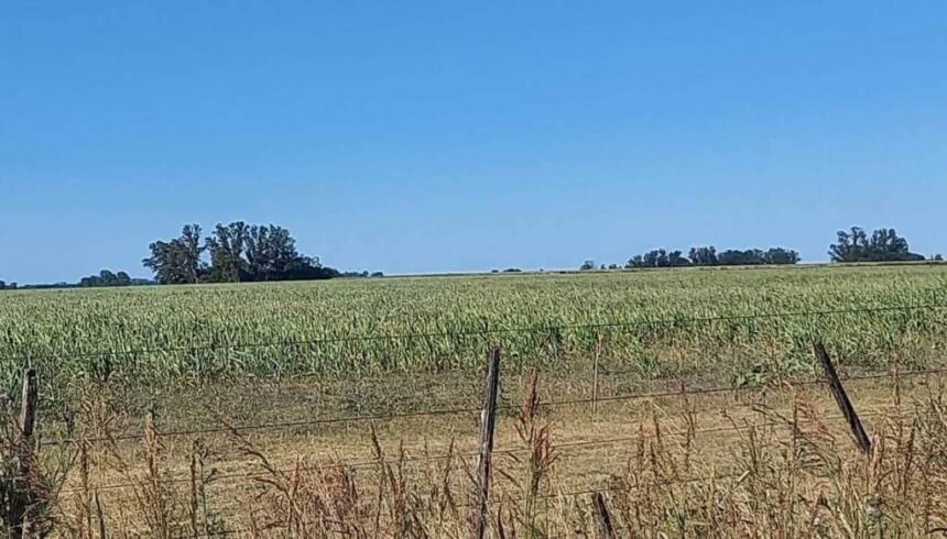 Lluvias decisivas en la Zona Núcleo: Productores en peligro ante la incertidumbre climática y la posible desaparición del sector agrícola.