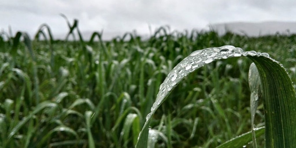 Osilaciones térmicas impactan la agricultura en 2024