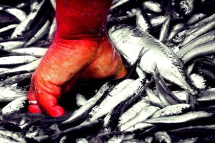 Pesca pide recorte de retenciones igual que agro