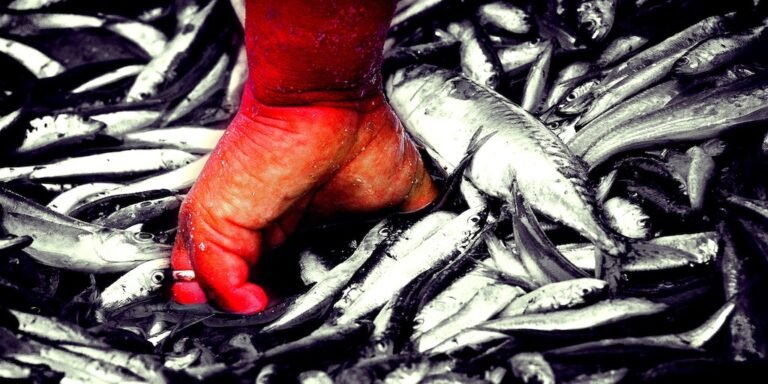 Pesca pide recorte de retenciones igual que agro