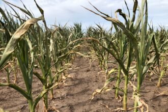 Sequía devastadora: caen en picada las proyecciones de cosecha y los cultivos sufren las consecuencias en el campo argentino