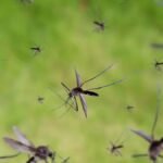 Mosquitos en Buenos Aires: guía de eliminación