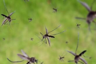 Mosquitos en Buenos Aires: guía de eliminación